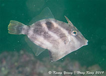 To FishBase images (<i>Paramonacanthus sulcatus</i>, Hong Kong, by Kamy Yeung@114°E Hong Kong Reef Fish Survey)