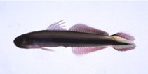 To FishBase images (<i>Parioglossus taeniatus</i>, Japan, by Suzuki, T.)