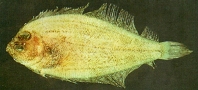 To FishBase images (<i>Parabothus taiwanensis</i>, Chinese Taipei, by Shao, K.T.)