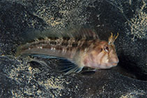 To FishBase images (<i>Parablennius tasmanianus</i>, Australia, by Groeneveld, R.)