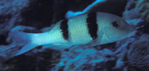 To FishBase images (<i>Parupeneus trifasciatus</i>, Maldives, by Randall, J.E.)