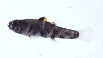 To FishBase images (<i>Pandaka trimaculata</i>, Japan, by Suzuki, T.)
