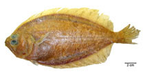 To FishBase images (<i>Paralichthys triocellatus</i>, Brazil, by Fischer, L.G.)