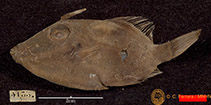 To FishBase images (<i>Paramonacanthus tricuspis</i>, India, by MNHN)