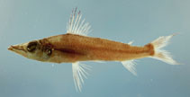 To FishBase images (<i>Parasudis truculenta</i>, by NOAA\NMFS\Mississippi Laboratory)