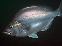 To FishBase images (<i>Parascorpis typus</i>, South Africa, by Koch, R.J.)