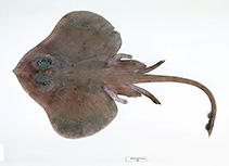 To FishBase images (<i>Pavoraja umbrosa</i>, Australia, by Graham, K.)