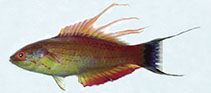 To FishBase images (<i>Paracheilinus walton</i>, Indonesia, by Allen, G.R.)
