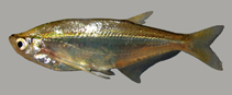 To FishBase images (<i>Parachela williaminae</i>, by Vidthayanon, C.)