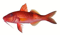 To FishBase images (<i>Parupeneus williamsi</i>, Marquesas Is., by Williams, J.T.)