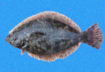 To FishBase images (<i>Paralichthys woolmani</i>, Panama, by Robertson, R.)