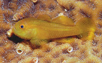To FishBase images (<i>Paragobiodon xanthosoma</i>, Brunei Darsm, by Allen, G.R.)