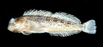 To FishBase images (<i>Parablennius yatabei</i>, Chinese Taipei, by The Fish Database of Taiwan)