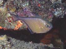 To FishBase images (<i>Pempheris adusta</i>, South Africa, by King, D.R.)