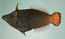 To FishBase images (<i>Pervagor alternans</i>, Australia, by Randall, J.E.)