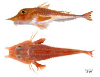 To FishBase images (<i>Peristedion altipinne</i>, Brazil, by Fischer, L.G.)