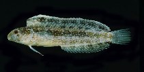 To FishBase images (<i>Petroscirtes ancylodon</i>, Bahrain, by Randall, J.E.)