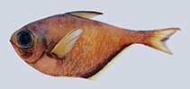 Image of Pempheris andilana (Andilana sweeper)