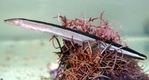 To FishBase images (<i>Peronedys anguillaris</i>, Australia, by Saunders, B.)
