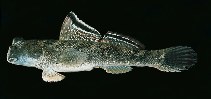 To FishBase images (<i>Periophthalmus argentilineatus</i>, Indonesia, by Randall, J.E.)