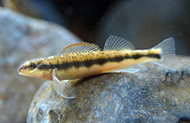 To FishBase images (<i>Percina aurantiaca</i>, USA, by Crippen, C.)