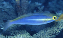 To FishBase images (<i>Pentapodus aureofasciatus</i>, Fiji, by Adams, M.J.)