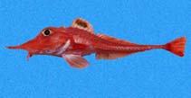 To FishBase images (<i>Peristedion barbiger</i>, Panama, by Robertson, R.)