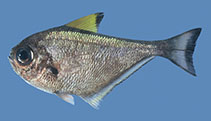 To FishBase images (<i>Pempheris bexillon</i>, Comoros, by Heemstra, P.C./SAIAB)