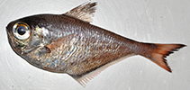 To FishBase images (<i>Pempheris bineeshi</i>, India, by Bineesh, K K)