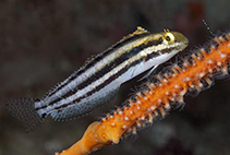 To FishBase images (<i>Petroscirtes breviceps</i>, Philippines, by Greenfield, J.)
