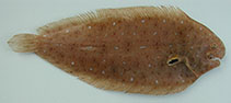 To FishBase images (<i>Pegusa cadenati</i>, Cape Verde, by Freitas, R.)