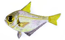 To FishBase images (<i>Pempheris compressa</i>, by Yau, B.)
