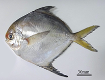 To FishBase images (<i>Peprilus crenulatus</i>, Brazil, by Rotundo, M.M.)
