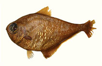 To FishBase images (<i>Pempheris cuprea</i>, Mozambique, by Randall, J.E.)