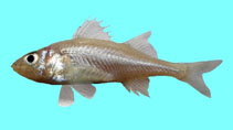 To FishBase images (<i>Percarina demidoffii</i>, Romania, by Otel, V.)
