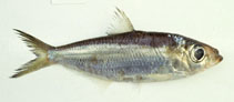 To FishBase images (<i>Pellona ditchela</i>, by Gloerfelt-Tarp, T.)