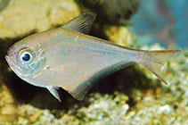 To FishBase images (<i>Pempheris eatoni</i>, Mozambique, by King, D.R.)