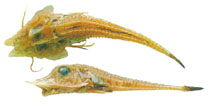 To FishBase images (<i>Peristedion ecuadorense</i>, by JAMARC)