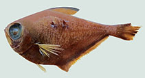 To FishBase images (<i>Pempheris ellipse</i>, Oman, by Randall, H.A.)
