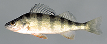 To FishBase images (<i>Perca flavescens</i>, USA, by N. Burkhead & R. Jenkins, courtesy of VDGIF)