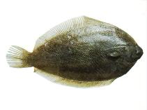 To FishBase images (<i>Pelotretis flavilatus</i>, New Zealand, by SeaFIC)