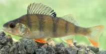 To FishBase images (<i>Perca fluviatilis</i>, Czechia, by Kohout, J.)