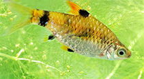 To FishBase images (<i>Pethia gelius</i>, Bangladesh, by Mahalder, B.)