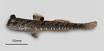 To FishBase images (<i>Periophthalmus gracilis</i>, Malaysia, by Polgar, G.)