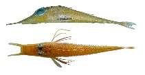 To FishBase images (<i>Peristedion gracile</i>, by JAMARC)