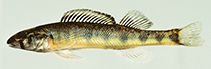 Image of Percina gymnocephala (Appalachia darter)