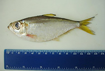 To FishBase images (<i>Pellona harroweri</i>, Brazil, by Vaske Jr., T.)