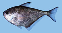 To FishBase images (<i>Pempheris heemstraorum</i>, Rodriguez I., by Heemstra, P.C.)