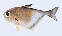 To FishBase images (<i>Pempheris hollemani</i>, Madagascar, by Heemstra, E.)