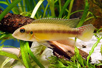 Image of Wallaceochromis humilis 